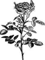 rosa centifolia pomponia årgång illustration. vektor