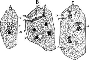 e. communis cell årgång illustration. vektor