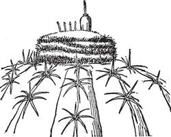 Melone Kaktus Jahrgang Illustration. vektor