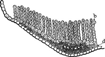 sid. kommun blad årgång illustration. vektor