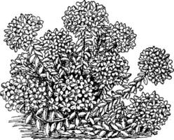 pilosum sedum årgång illustration. vektor