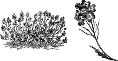 Gewohnheit und Blumen von Araber arenosa Jahrgang Illustration. vektor