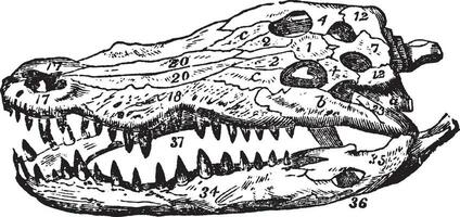 Krokodil Schädel, Jahrgang Illustration. vektor