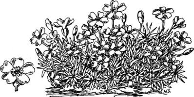 Silene Acaulis Jahrgang Illustration. vektor