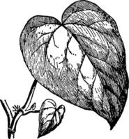 hedera Colchica Jahrgang Illustration. vektor