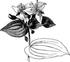 tradescantia fluminensis årgång illustration. vektor