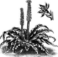 eucomis punctata årgång illustration. vektor