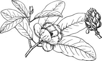 Ast von Süße Bucht Magnolie Jahrgang Illustration. vektor