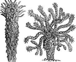 medusas huvud spurge årgång illustration. vektor