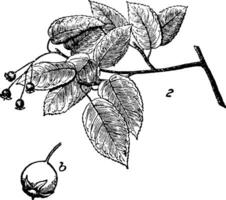 kanadisch Serviceberry Jahrgang Illustration. vektor