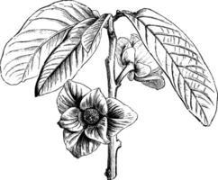 blommande gren av asimina triloba årgång illustration. vektor