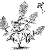 Gewohnheit und freistehend Single Blume von Hortensie paniculata Grandiflora Jahrgang Illustration. vektor