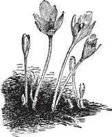 colchicum hösten årgång illustration. vektor