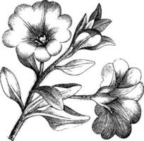 blommande branchlet av nolana paradoxa årgång illustration. vektor