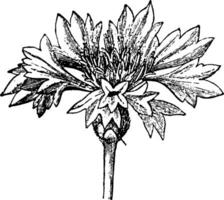 blomställning av en blåklint årgång illustration. vektor