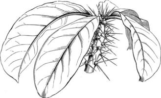 gren av pereski grandiflora årgång illustration. vektor