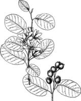 amelanchier alnifolia årgång illustration. vektor