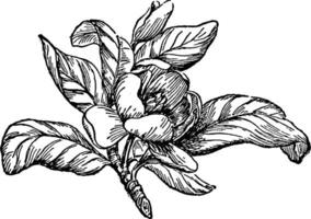 magnolia årgång illustration. vektor