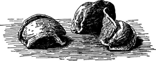 mandel nötter årgång illustration. vektor