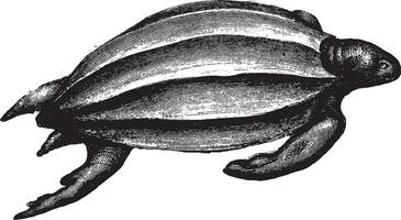 läderrygg sköldpadda, årgång illustration. vektor