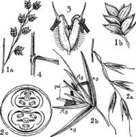 gramineae beställa årgång illustration. vektor