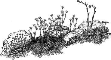 trädgård saxifragas årgång illustration. vektor