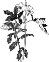stylophorum diphyllum årgång illustration. vektor
