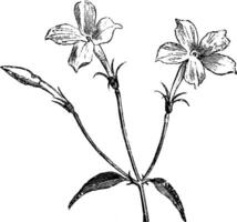 små blomställning av jasminum officinale årgång illustration. vektor