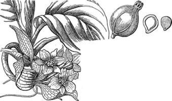 Weiß Schläger Pflanze Jahrgang Illustration. vektor