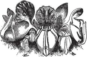 Cephalotus Jahrgang Illustration. vektor