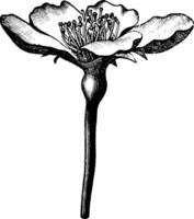 bartlett päron blomma årgång illustration. vektor