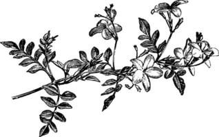 blühen sprühen von Jasminum Grandiflorum Jahrgang Illustration. vektor