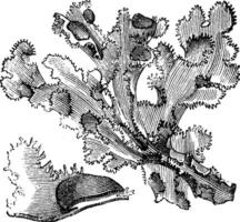 island mossa årgång illustration. vektor