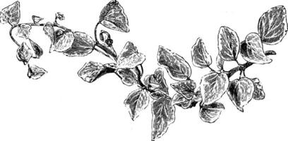 hedera Wendel Algeriensis variegata Jahrgang Illustration. vektor