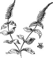 Veronica longifolia Jahrgang Illustration. vektor
