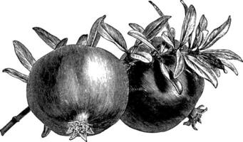 Granatapfel Vintage Illustration. vektor