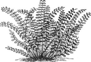 asplenium trichomanes årgång illustration. vektor