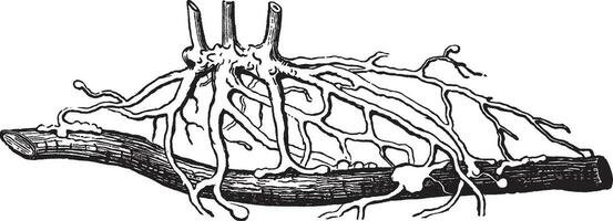 Gelb Gerardia Jahrgang Illustration. vektor