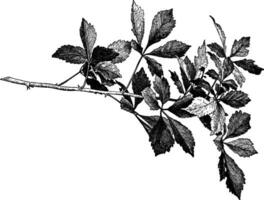 Acanthopanax Pentaphyllum Jahrgang Illustration. vektor