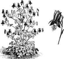 Aquilegia canadensis Gewohnheit und Blume Jahrgang Illustration. vektor