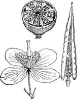 större celandine årgång illustration. vektor