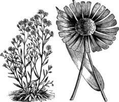 Podolepis gracilis Jahrgang Illustration. vektor