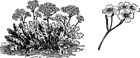 Achillea Clavennae Blumen Jahrgang Illustration. vektor