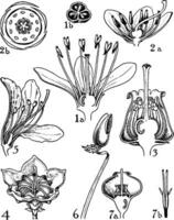 order av clethraceae, pyrolaceae, och ericaceae årgång illustration. vektor