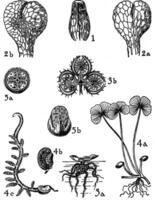 schizaeaceae, osmundaceae, salviniaceae, och marrsileaceae årgång illustration. vektor