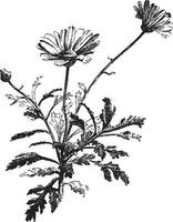 krysantemum, frutescens, prästkrage, tusensköna, paris, stam årgång illustration. vektor
