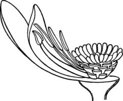 Weiß Seerose Jahrgang Illustration. vektor