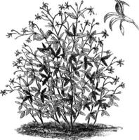 Gewohnheit und freistehend Single Blume von Gillenie trifoliata Jahrgang Illustration. vektor