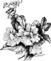 Thunbergia Grandiflora Jahrgang Illustration. vektor