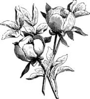 blommande gren av paeonia wittmanniana årgång illustration. vektor